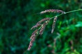 Seedhead of Echinochloa crus-galli, cockspur grass, barnyard millet, Japanese millet, water grass, common barnyard grass, barnyard