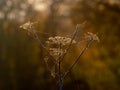 Seedheads in Autumn with Cobwebs Royalty Free Stock Photo