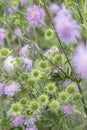 Seedheads and blossoms of the field scabious (Knautia arvensis). Royalty Free Stock Photo