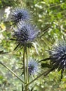 Seed Heads of fullers teasel , against blue sky. Dry flowers of Dipsacus fullonum, Dipsacus sylvestris, is a species of flowering Royalty Free Stock Photo