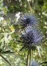 Seed Heads of fullers teasel , against blue sky. Dry flowers of Dipsacus fullonum, Dipsacus sylvestris, is a species of flowering Royalty Free Stock Photo