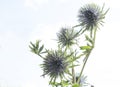 Seed Head of fullers teasel under blue sky. Dry flowers of Dipsacus fullonum, Dipsacus sylvestris, is a species of flowering plant Royalty Free Stock Photo