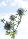 Seed Head of fullers teasel under blue sky. Dry flowers of Dipsacus fullonum, Dipsacus sylvestris, is a species of flowering plant Royalty Free Stock Photo