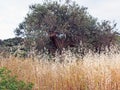 Seeding Dried Wild Grass and an Old Olive Tree, Greece Royalty Free Stock Photo