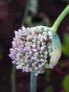 Seeding Home Grown Leek Flower Pod Royalty Free Stock Photo