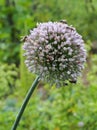 Seeding Leek Flower Royalty Free Stock Photo