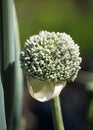 Seeding leek Royalty Free Stock Photo