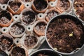 Seeding micro green pea seeds. raining. rainbow. planted the Micro greens seeds at home. Healthy nutrition and natural vitamins. Royalty Free Stock Photo