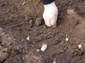 Seeding an onion