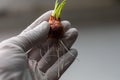 Seeding onion roots to study mitosis cells.