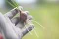 Seeding onion roots to study mitosis cells.