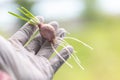 Seeding onion roots to study mitosis cells. Royalty Free Stock Photo