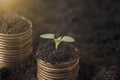 Seeding Plant seed growing on pile of coins money. Royalty Free Stock Photo