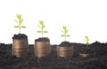 Seeding Plant seed growing on pile of coins money. Royalty Free Stock Photo