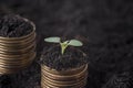 Seeding Plant seed growing on pile of coins money. Royalty Free Stock Photo