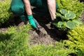 Seeding plants in the garden