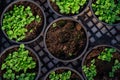 Seeding plants greenhouse. Plant seeding in greenhouse. New life Royalty Free Stock Photo