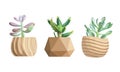 Seeding in pots. Garden plants, succulents for greenhouse. Isolated flowers, greens and cactus vector set