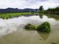 Seedings rice Royalty Free Stock Photo
