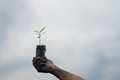 Seeding tree and hand of people to planting in dirt on blurred green background Royalty Free Stock Photo