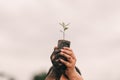 Seeding tree and hand of people to planting in dirt on blurred green background Royalty Free Stock Photo