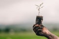 Seeding tree and hand of people to planting in dirt on blurred green background Royalty Free Stock Photo