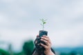 Seeding tree and hand of people to planting in dirt on blurred green background Royalty Free Stock Photo