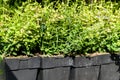 Seedings in black plastic pots standing in a row Royalty Free Stock Photo