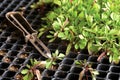 Seedings in germination box