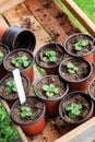 Seedings in planting pots
