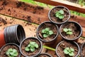 Seedings in planting pots Royalty Free Stock Photo