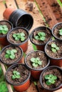 Seedings in planting pots Royalty Free Stock Photo