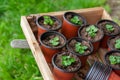 Seedings in planting pots Royalty Free Stock Photo