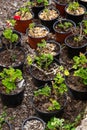 Seedings of plants in pots Royalty Free Stock Photo