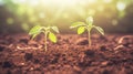 Seedings tomatoes. Springtime, gardening contest