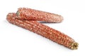 Seedless corn cobs isolated on white background. Red empty cornsticks