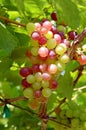 Seedless grape in the vineyard.