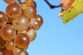 Seedless grapes on vine against blue sky, natural produce Royalty Free Stock Photo