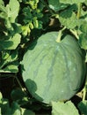 Seedless watermelon looks green and fresh Royalty Free Stock Photo