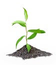 Seedling Royalty Free Stock Photo