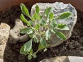 Young Real True Rose of Jericho Plant with Tiny Flowers in a Pot with Rocks Royalty Free Stock Photo