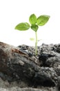 Seedling in Ashes Royalty Free Stock Photo