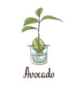 A seedling of avocado on a laboratory flask.