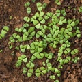 Seedling holy basil plant, taken from above Royalty Free Stock Photo