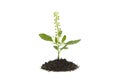 Seedling basil plant growing in soil Royalty Free Stock Photo