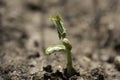 Seedling bean plant emerging