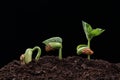 Seedling of bean seed in soil Royalty Free Stock Photo