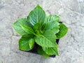 Seedling of bigleaf hydrangea in a pot