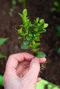 Seedling of boxwood in hands