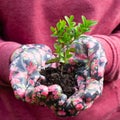 Seedling of boxwood in hands